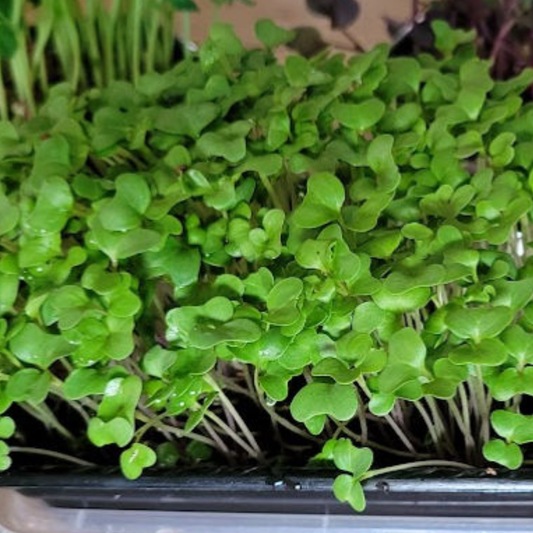 Live Broccoli Microgreen in 12 oz Container