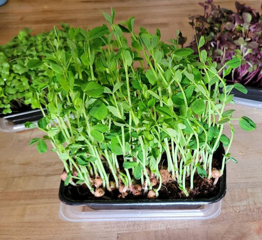 Live Pea Microgreen in 12 oz Container