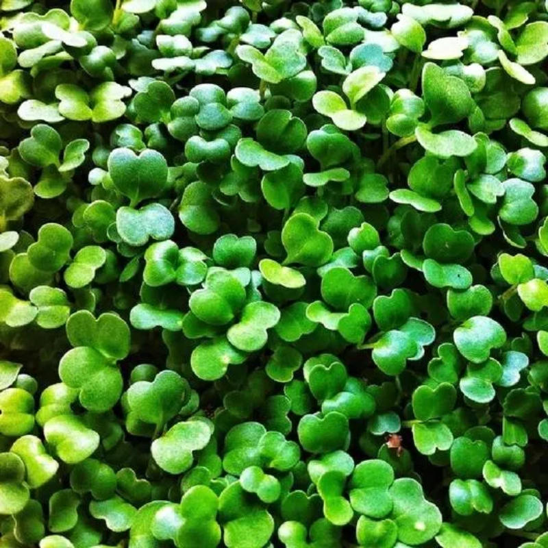 Live Arugula Microgreen in 12 oz Container